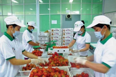 GlobalGAP: Nâng cao năng suất chất lượng cho sản phẩm Đăng ký và nhận 60K 24 bao lì xì miễn phí mỗi ngày